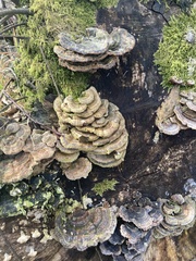 Trametes versicolor