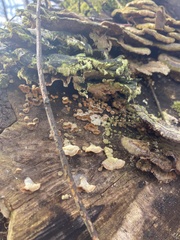 Trametes versicolor