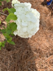 Viburnum macrocephalum