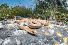 Eirenis decemlineatus