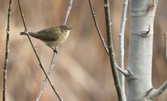 Phylloscopus collybita collybita