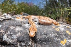 Eirenis decemlineatus