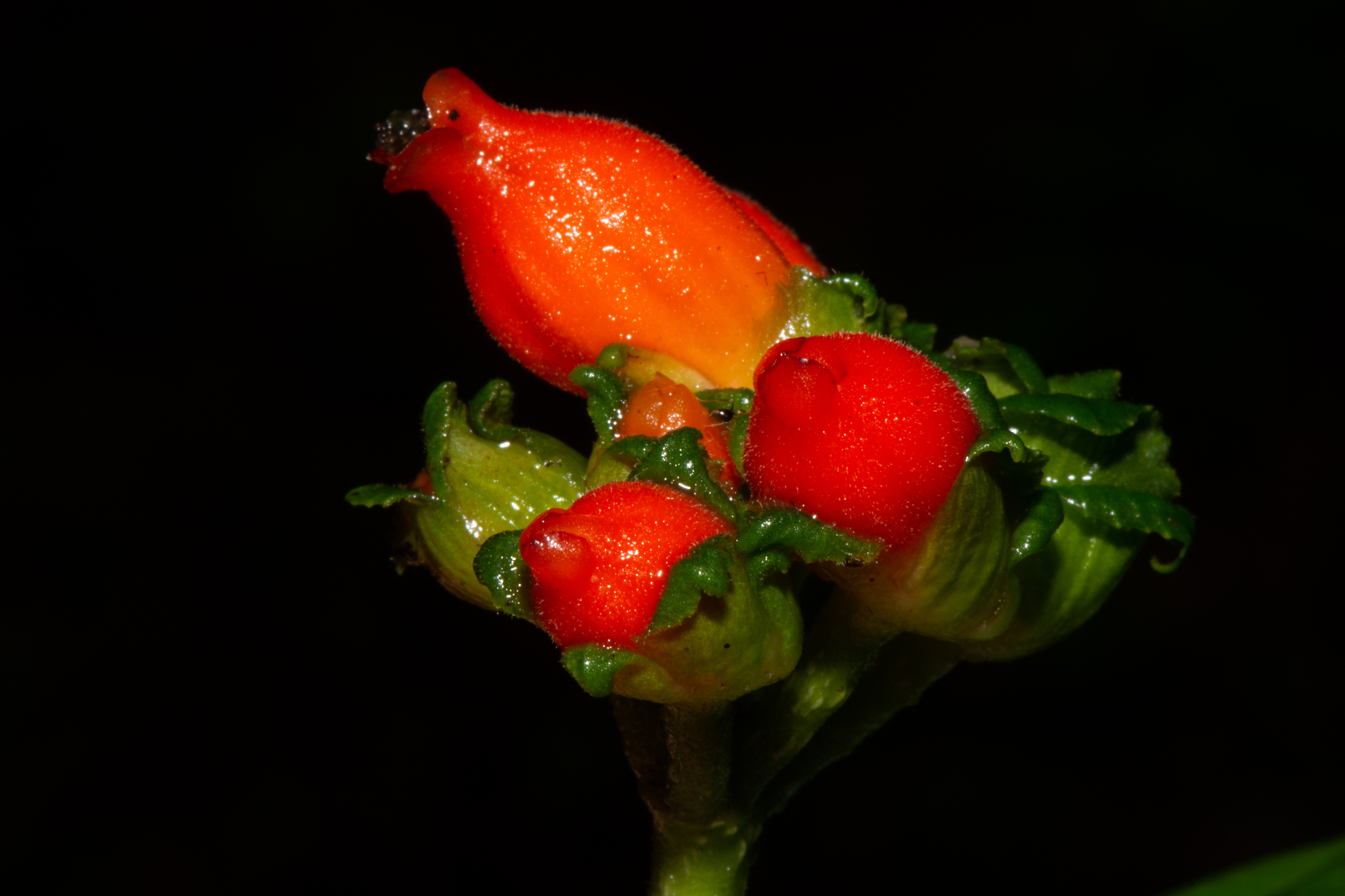 Gasteranthus corallinus