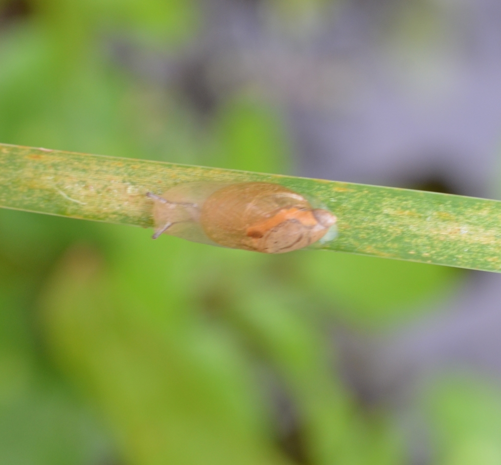 coastal-plain ambersnail