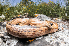 Eirenis decemlineatus