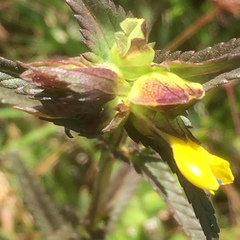 Rhinanthus minor