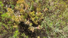 Austrocylindropuntia shaferi