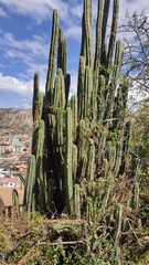 Trichocereus bridgesii