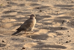 Streptopelia decaocto