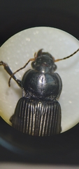 Anisodactylus binotatus