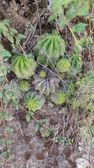 Echinopsis bridgesii