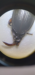 Anisodactylus binotatus