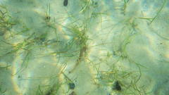 Cymodocea rotundata