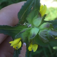 Rhinanthus minor
