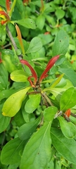 Anisotes rogersii