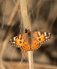 Vanessa cardui