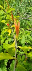 Anisotes rogersii