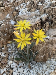 Mentzelia integra