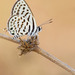 Common Tiger Blue - Photo (c) Paul Cools, some rights reserved (CC BY-NC), uploaded by Paul Cools