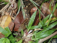 Alsophis rufiventris