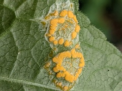 Melampsora rostrupii