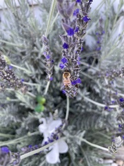 Apis mellifera