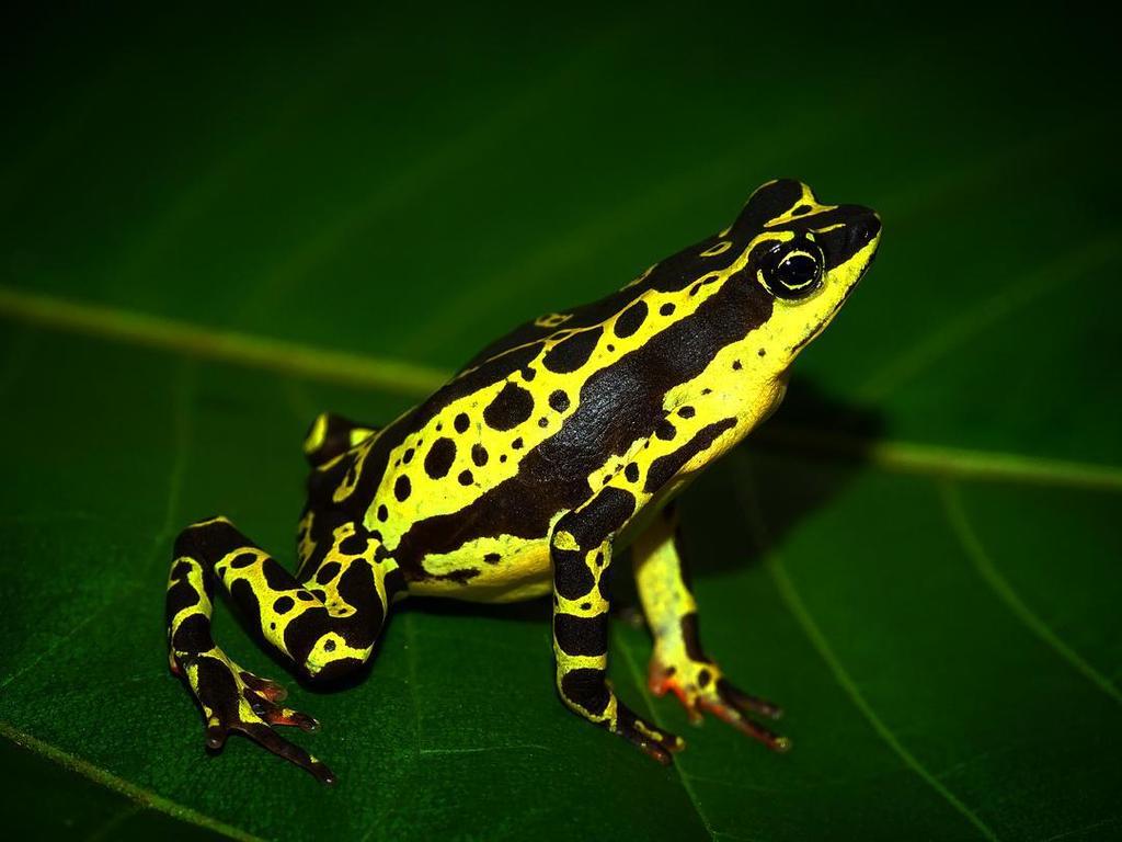 Hoogmoed's Harlequin Frog