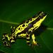 Hoogmoed's Harlequin Frog - Photo (c) samuel_gomides, some rights reserved (CC BY-NC)