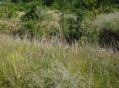Erysimum quadrangulum
