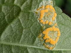 Melampsora rostrupii