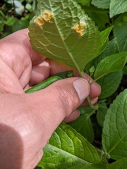 Melampsora rostrupii