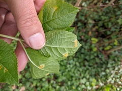 Melampsora rostrupii