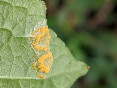 Melampsora rostrupii