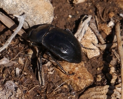 Alphasida depressa