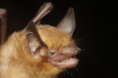 Black-Winged Little Yellow Bat photo 4
