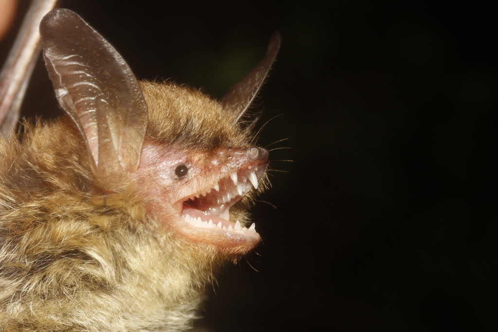 Southwestern Myotis