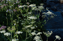 Heracleum sphondylium pyrenaicum