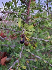 Condalia globosa