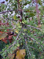 Condalia globosa
