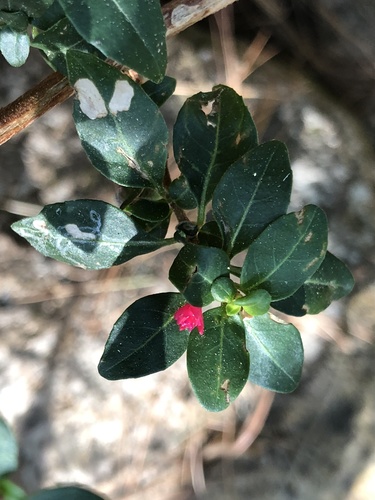 Fuchsia encliandra (Fuchsia encliandra)