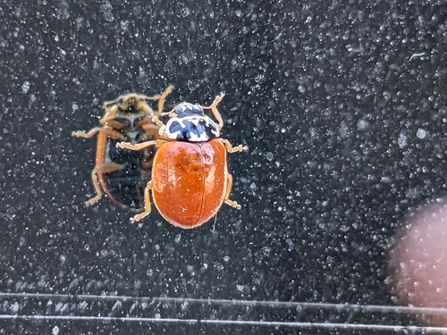 Painted Lady Beetle photographed in Louisiana