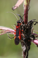Iphiaulax