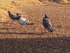Columba livia domestica