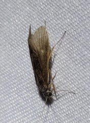 Cheumatopsyche analis