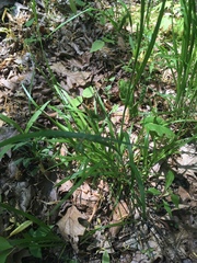 Carex formosa