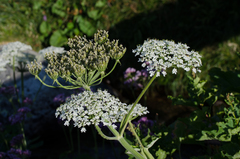 Heracleum sphondylium pyrenaicum