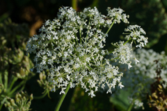 Heracleum sphondylium pyrenaicum