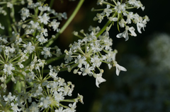 Heracleum sphondylium pyrenaicum