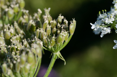 Heracleum sphondylium pyrenaicum