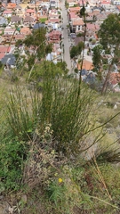 Ephedra americana